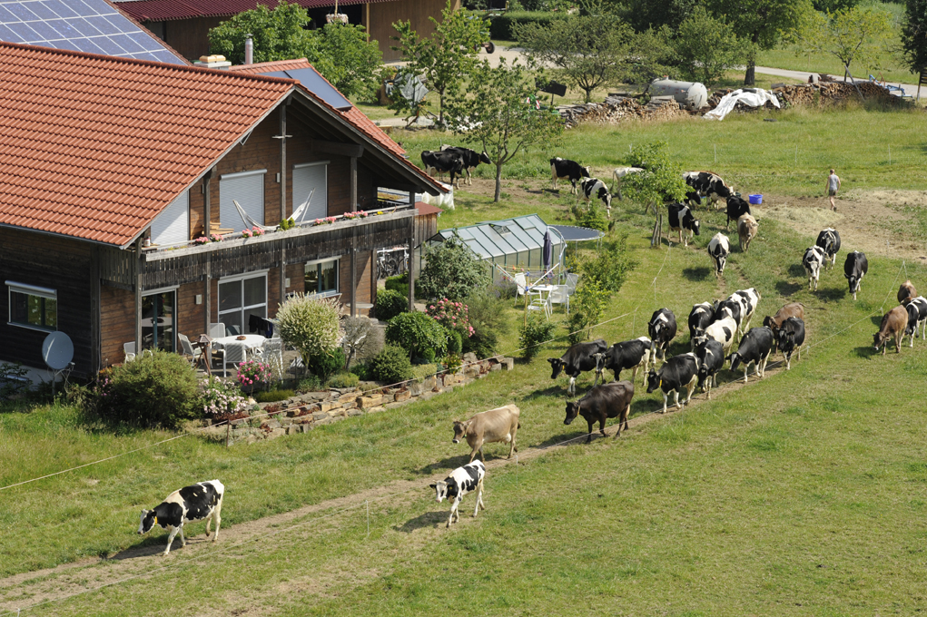 rinder vor haus