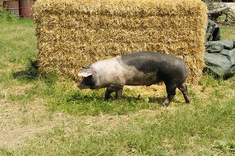 schwein