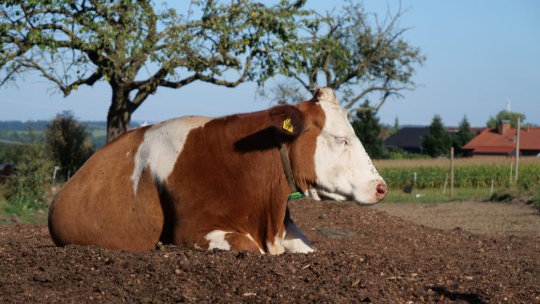 Kuhkomfort Kuhkomfort